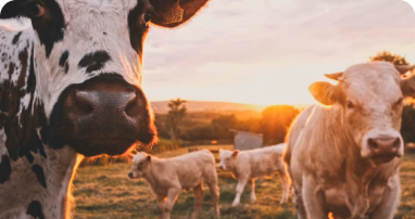 Taller de nutrición animal cierra el año con 120 participantes